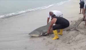 TIBURÓN VARADO EN PLAYA DE CRUCITA CAUSÓ ALARMA ENTRE BAÑISTAS